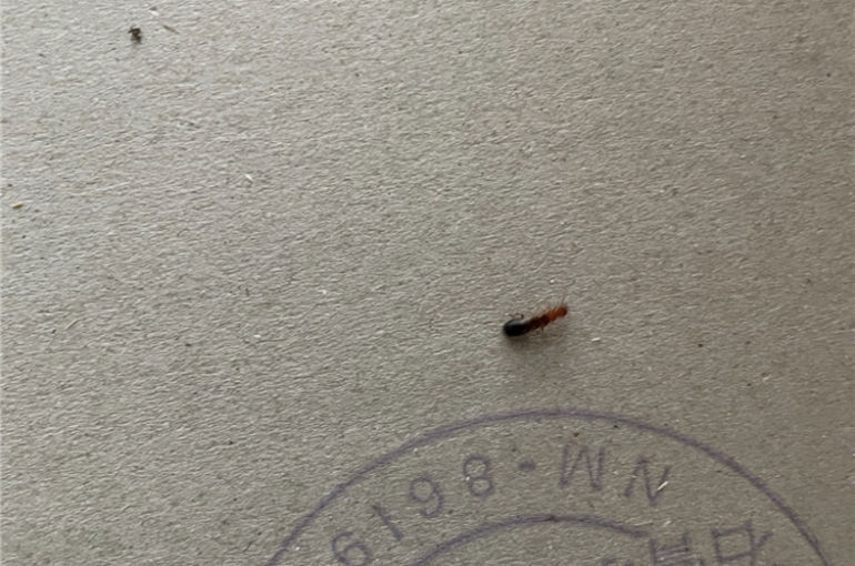 アメリカカンザイシロアリ駆除ならお任せください