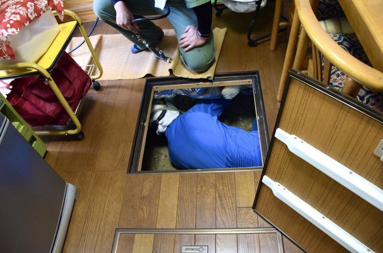 害虫駆除資格の種類とは？取得後のキャリアパスと仕事の種類