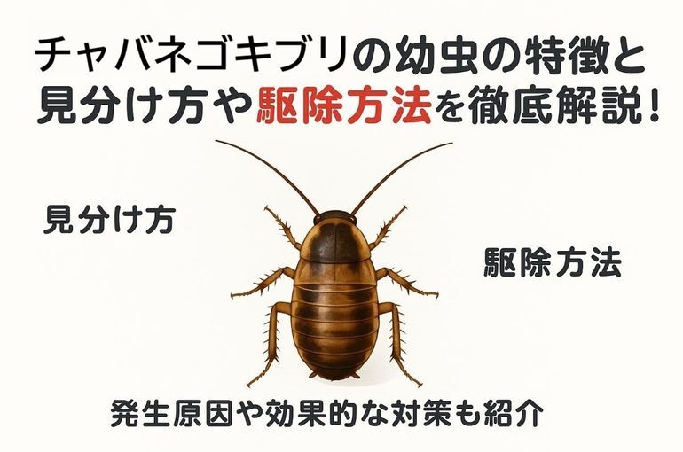 チャバネゴキブリの幼虫の特徴と見分け方や駆除方法を徹底解説！発生原因や効果的な対策も紹介